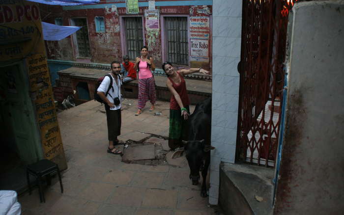 Las vacas por las calles