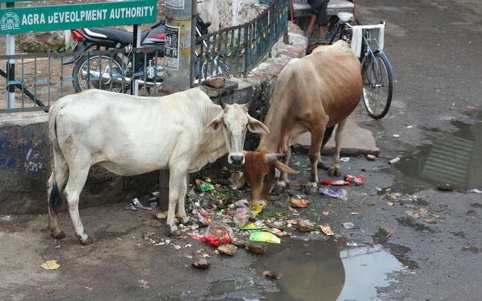 Vacas desayunando