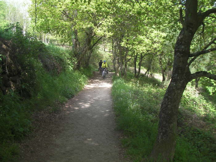 El camino sigue siendo entre bosques